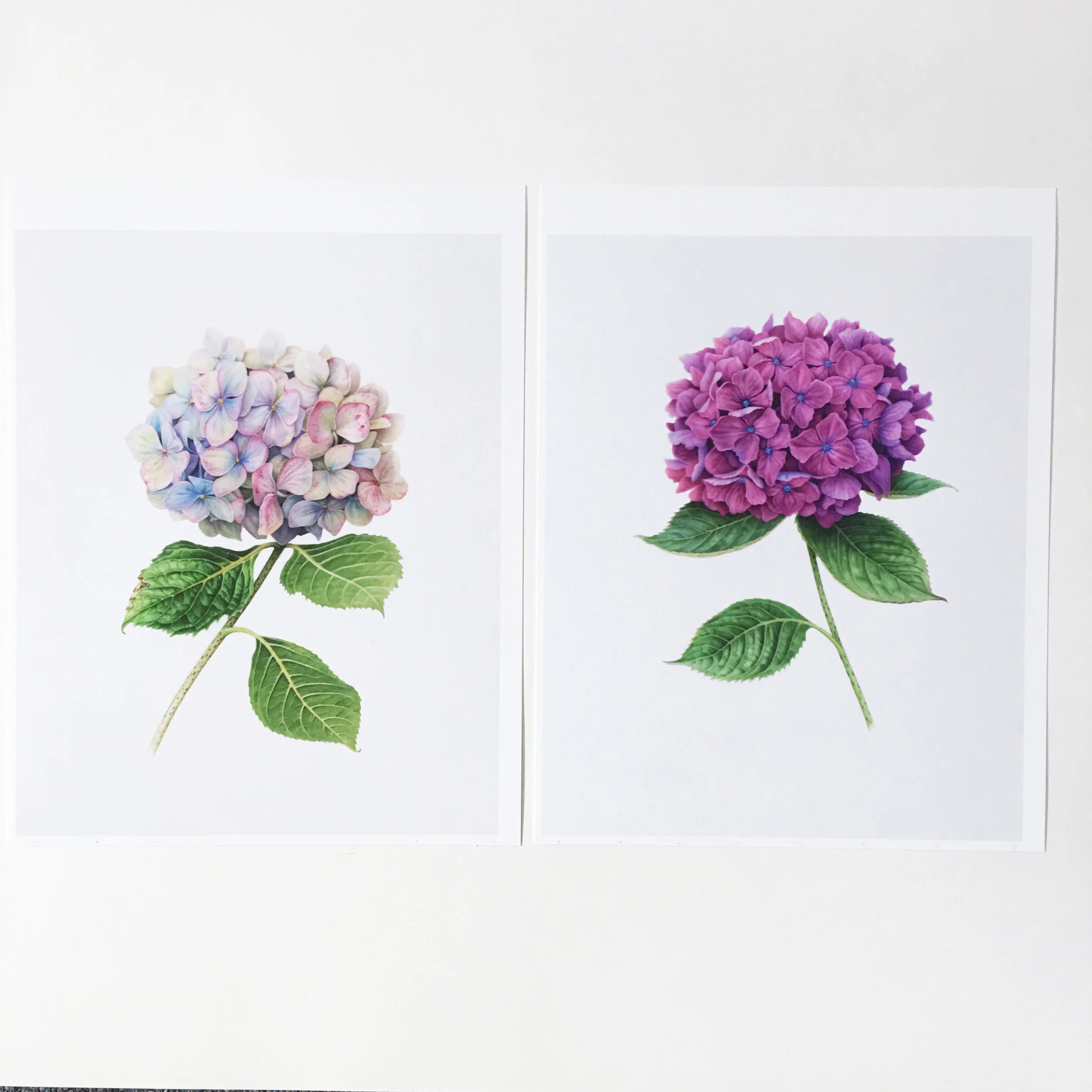 Hydrangea 2